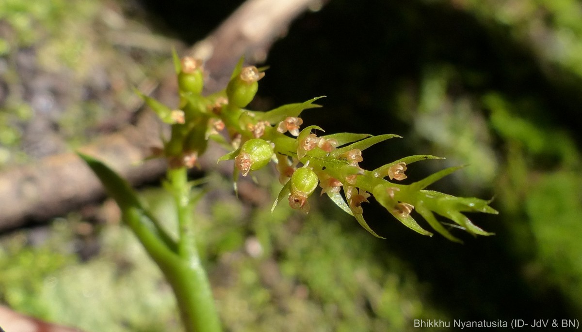 Oberonia longibracteata Lindl.
